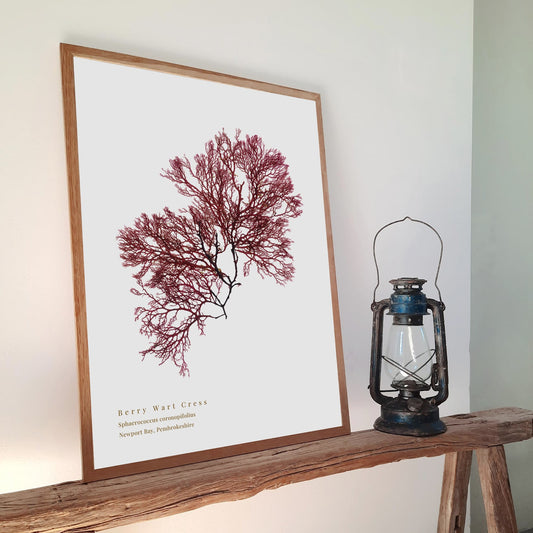 Seaweed art print foraged from Wales, showcasing intricate textures and natural colours. A thoughtful, locally made art print that supports small businesses.
