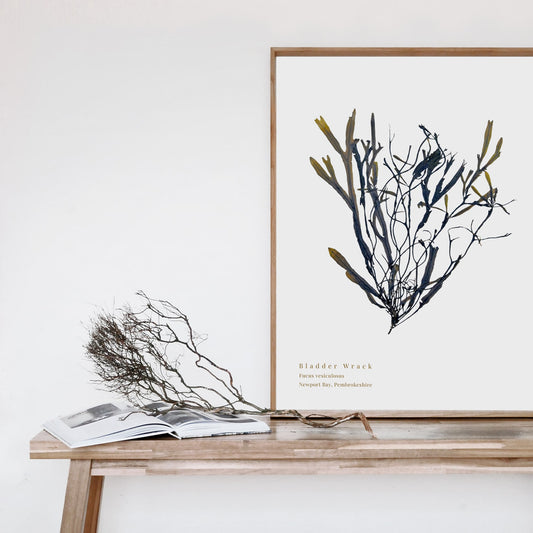 Seaweed art print foraged from Wales, showcasing intricate textures and natural colours. A thoughtful, locally made art print that supports small businesses.