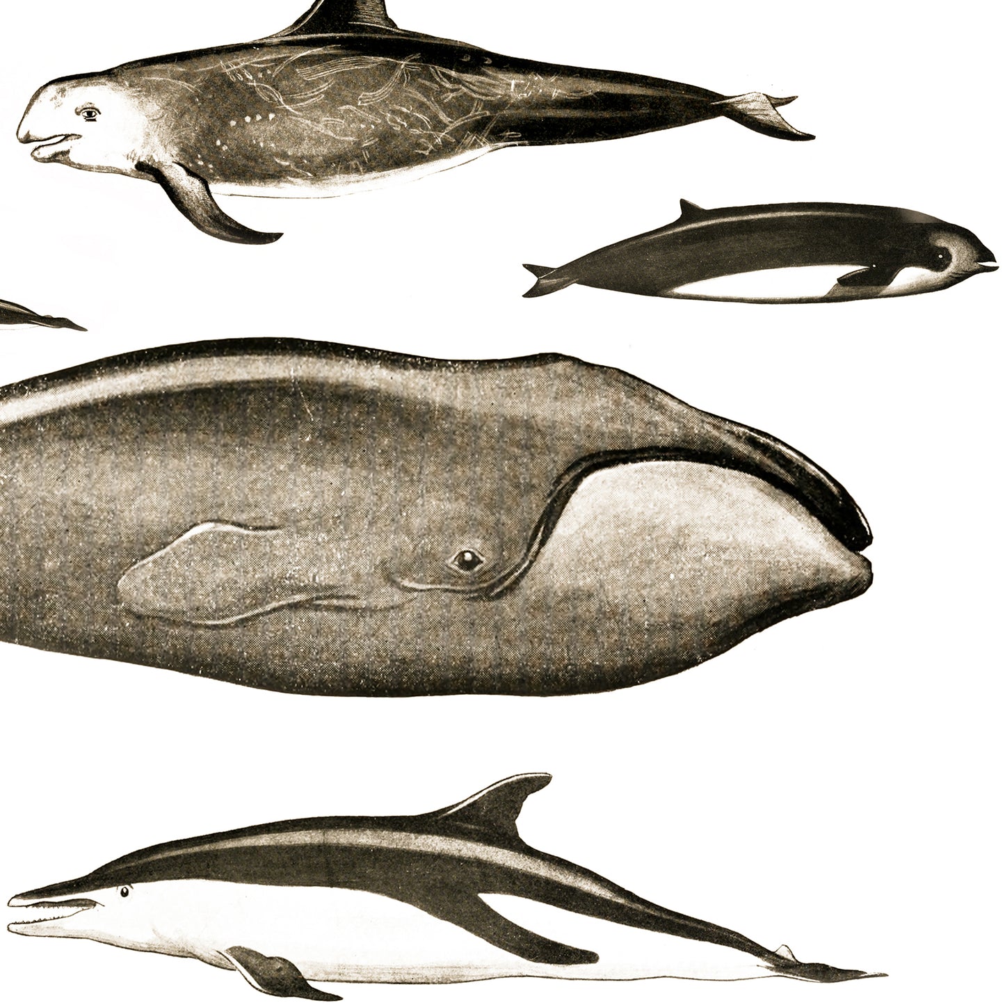 Art print featuring a composition of whales arranged in the shape of Wales, perfect for home decoration and gifting.