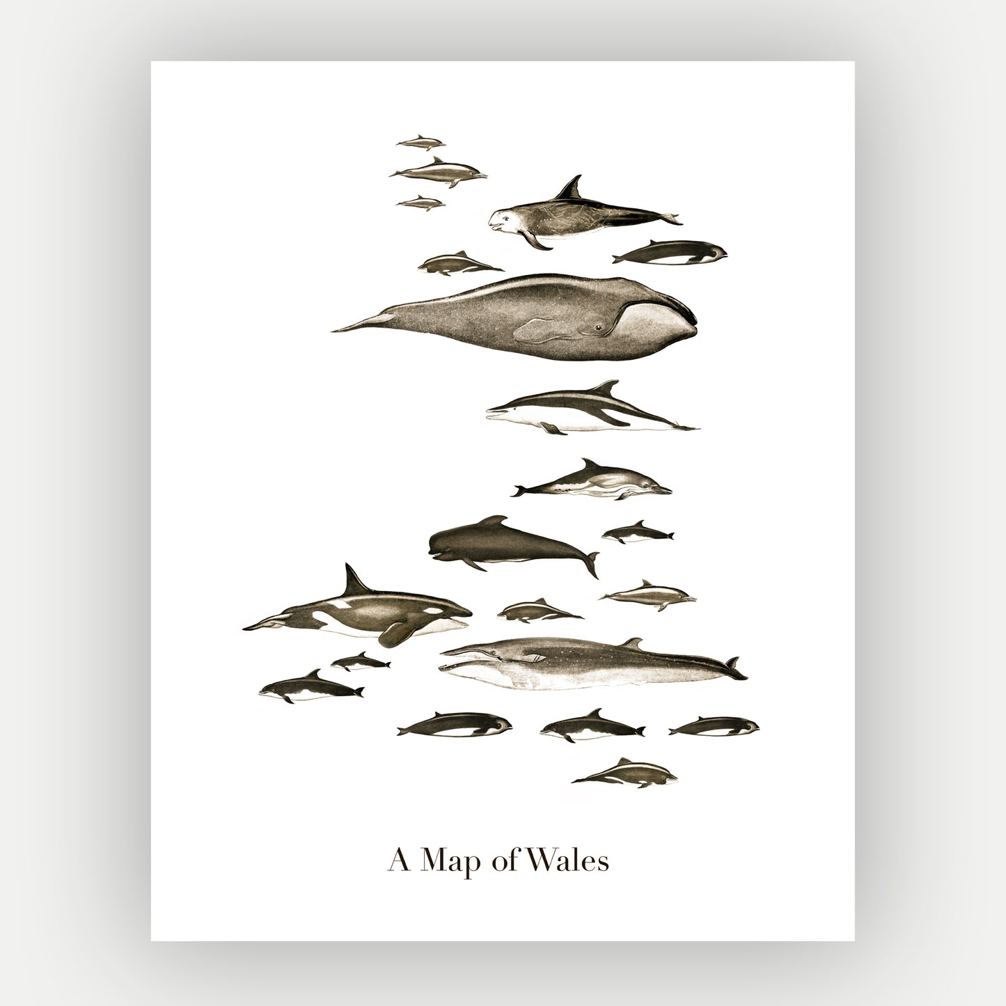 Art print featuring a composition of whales arranged in the shape of Wales, perfect for home decoration and gifting.