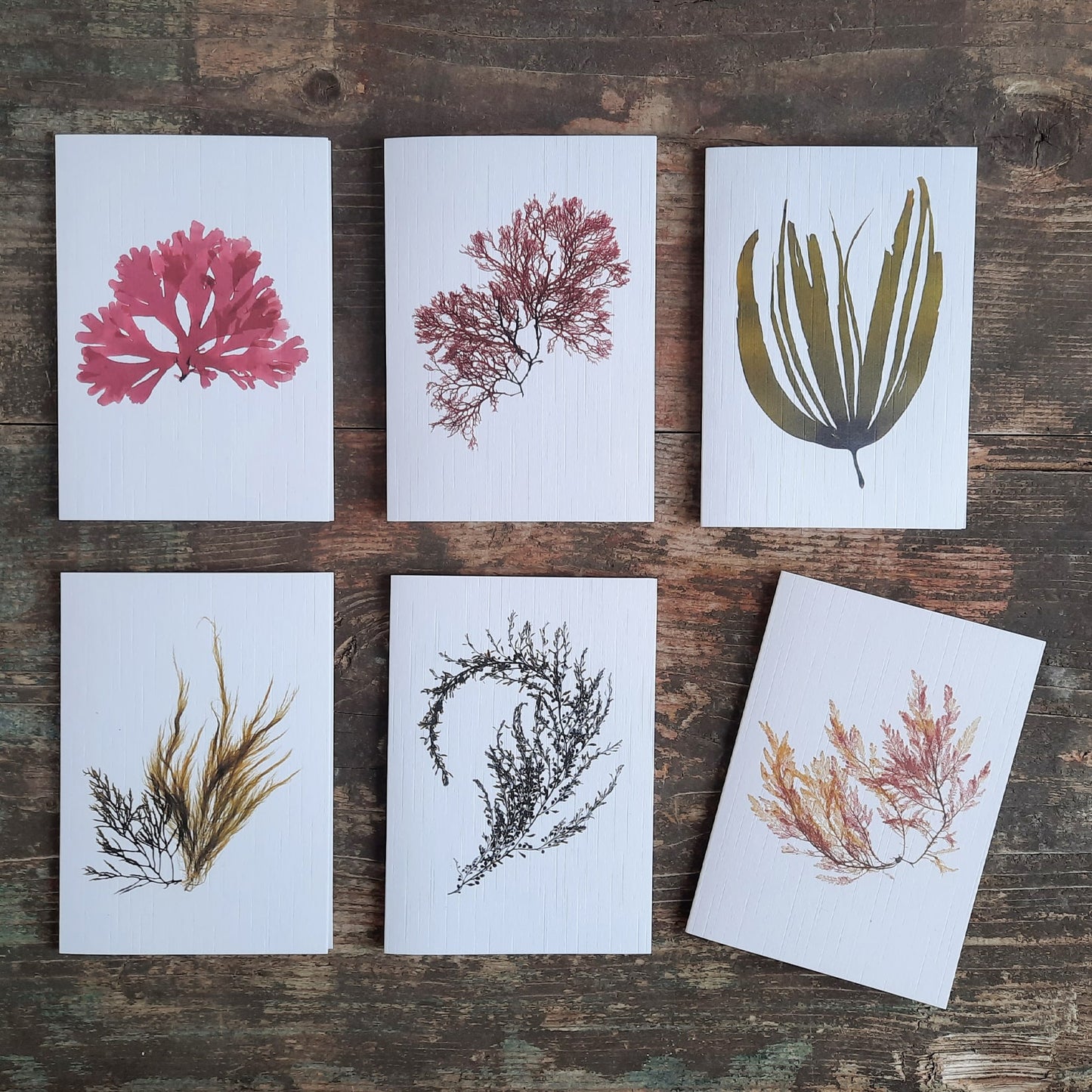Three A6 cards featuring intricate botanical pressed seaweed. An ideal gift to ocean lovers, nature enthusiasts, or anyone who appreciates botanical art and thoughtful stationery.