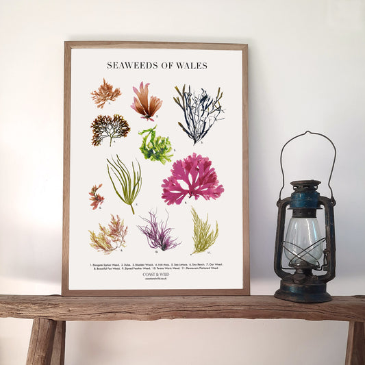Framed art print featuring various seaweeds native to Wales. Ideal for gallery walls, coastal home decor, or as a thoughtful gift for ocean lovers and nature enthusiasts.