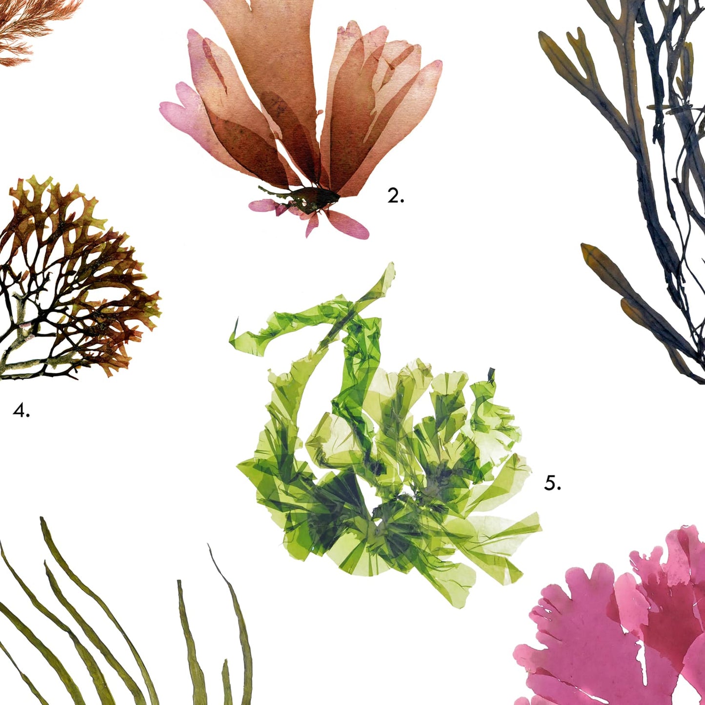 Framed art print featuring various seaweeds native to Wales. Ideal for gallery walls, coastal home decor, or as a thoughtful gift for ocean lovers and nature enthusiasts.