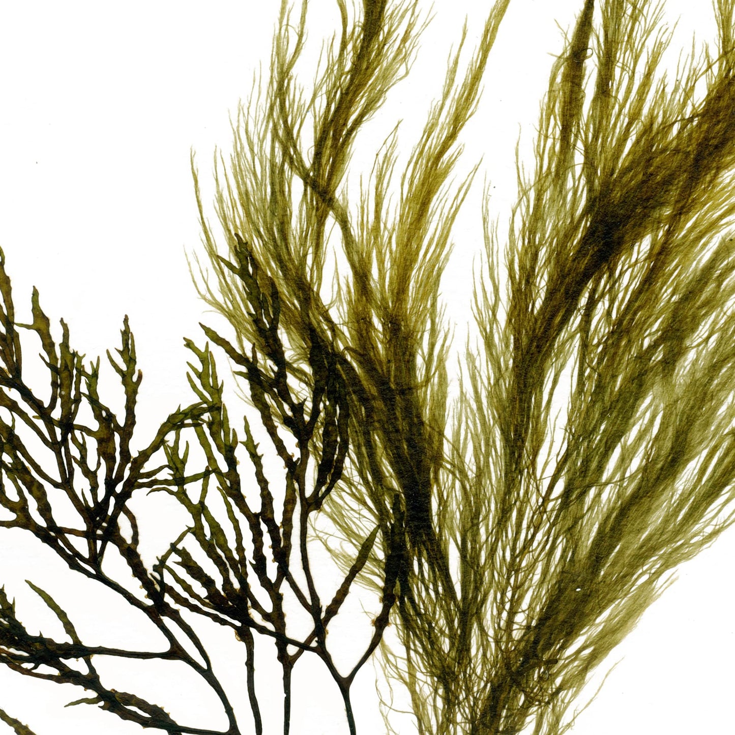 Seaweed art print foraged from Wales, showcasing intricate textures and natural colours. A thoughtful, locally made art print that supports small businesses.