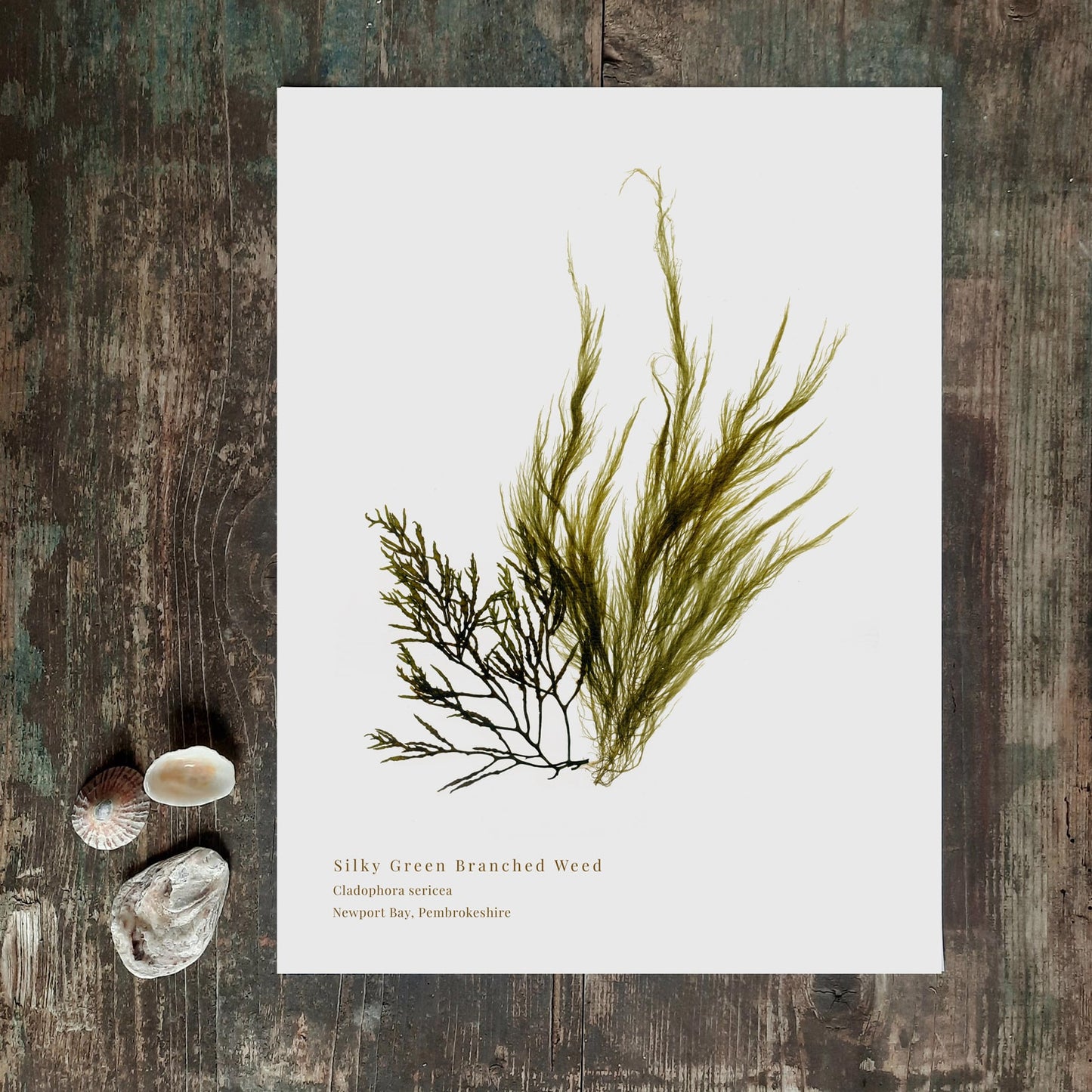 Seaweed art print foraged from Wales, showcasing intricate textures and natural colours. A thoughtful, locally made art print that supports small businesses.