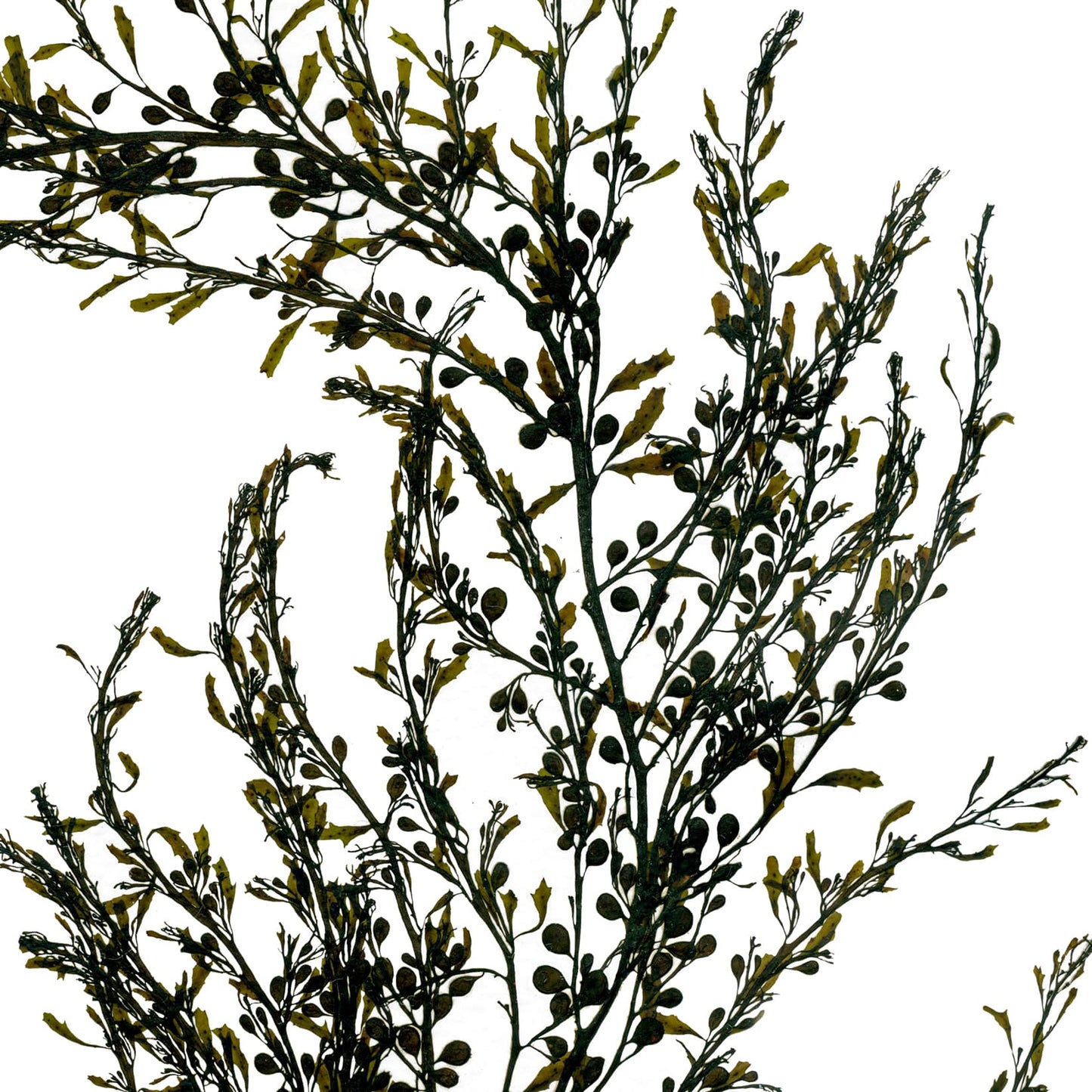Seaweed art print foraged from Wales, showcasing intricate textures and natural colours. A thoughtful, locally made art print that supports small businesses.