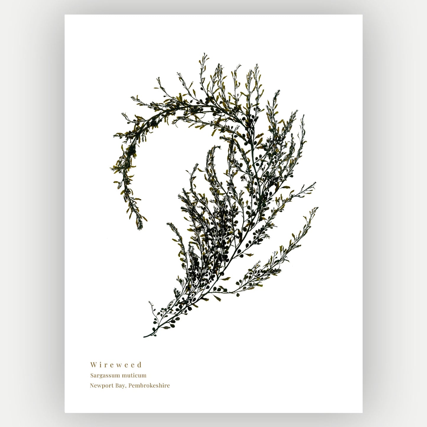 Seaweed art print foraged from Wales, showcasing intricate textures and natural colours. A thoughtful, locally made art print that supports small businesses.