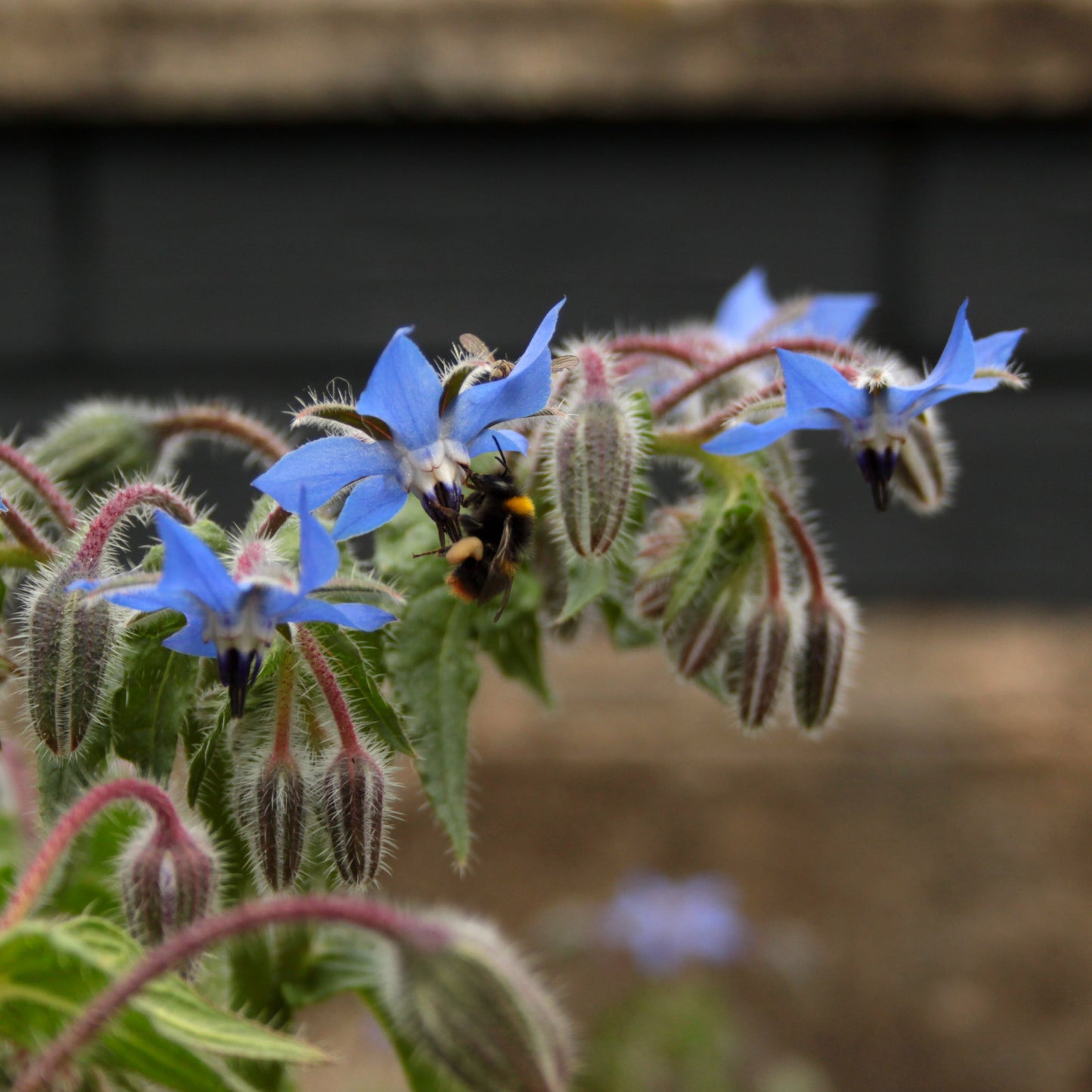 Blue borage flowers with a bee on a blurred background