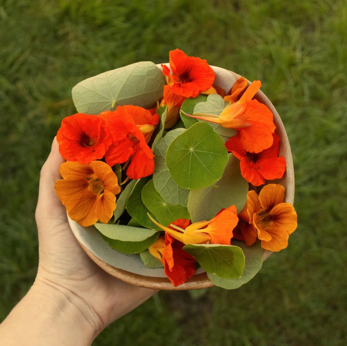 Hand holding a bowl of orange and red flowers with green leaves against a blurred green background