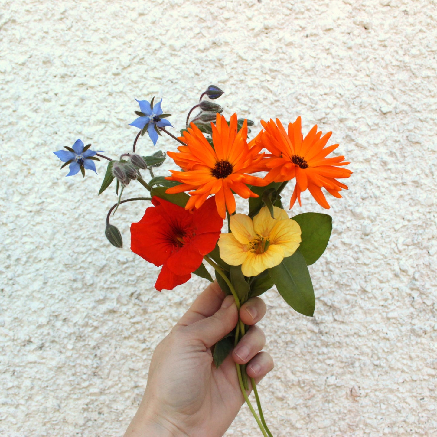 Hand holding a bouquet of colorful flowers against a textured beige background