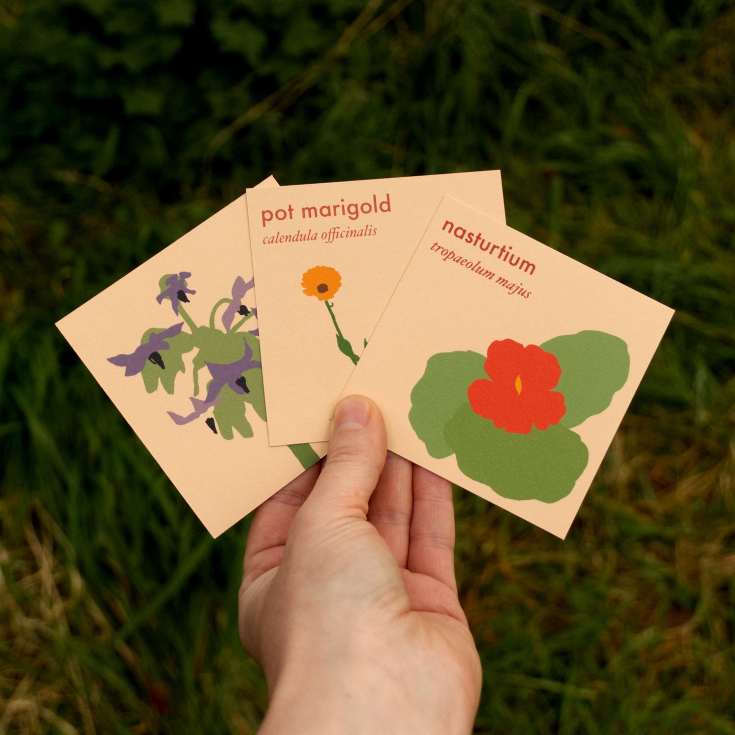 Grow Your Own Edible Flowers Seed Kit