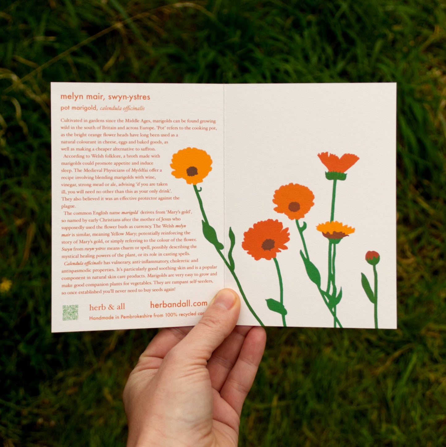 Melyn Mair – Welsh botanical card with pot marigold seeds