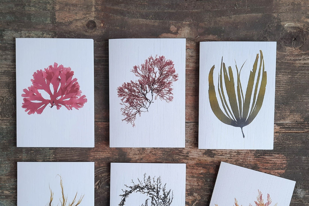 Three A6 cards featuring intricate botanical pressed seaweed. An ideal gift to ocean lovers, nature enthusiasts, or anyone who appreciates botanical art and thoughtful stationery.