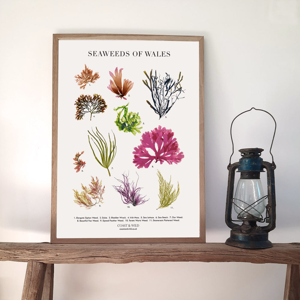 Framed art print featuring various seaweeds native to Wales. Ideal for gallery walls, coastal home decor, or as a thoughtful gift for ocean lovers and nature enthusiasts.