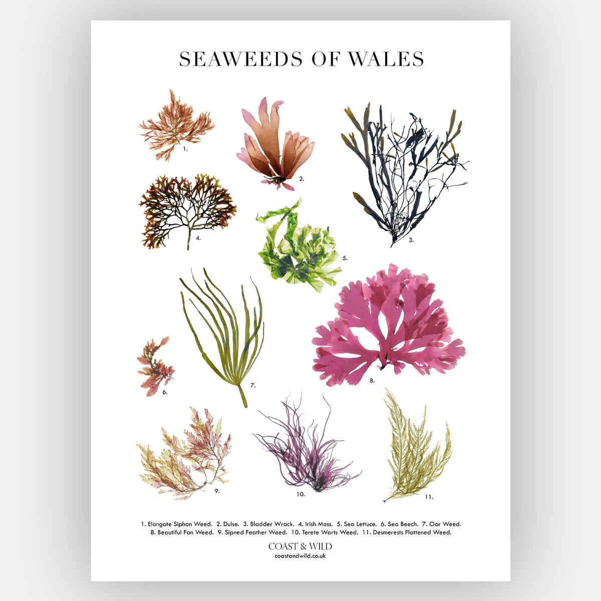 Framed art print featuring various seaweeds native to Wales. Ideal for gallery walls, coastal home decor, or as a thoughtful gift for ocean lovers and nature enthusiasts.