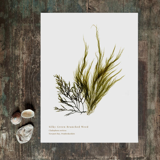 Seaweed art print foraged from Wales, showcasing intricate textures and natural colours. A thoughtful, locally made art print that supports small businesses.