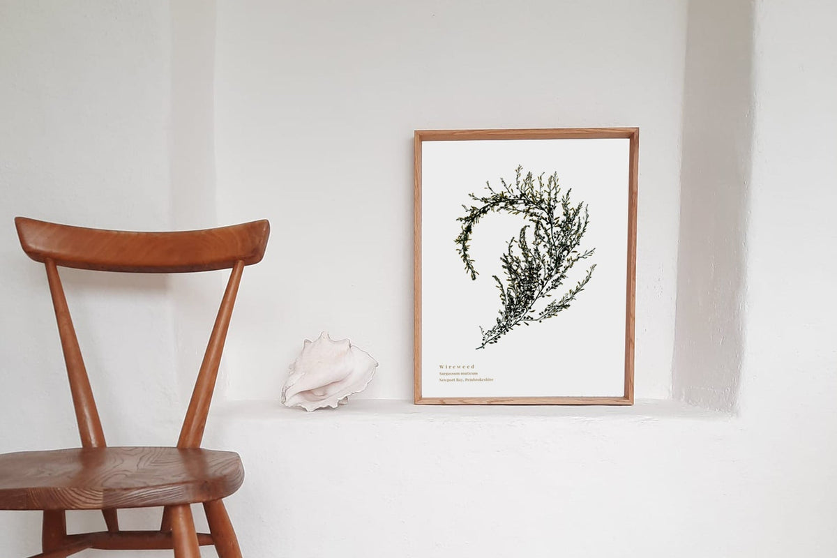Seaweed art print foraged from Wales, showcasing intricate textures and natural colours. A thoughtful, locally made art print that supports small businesses.