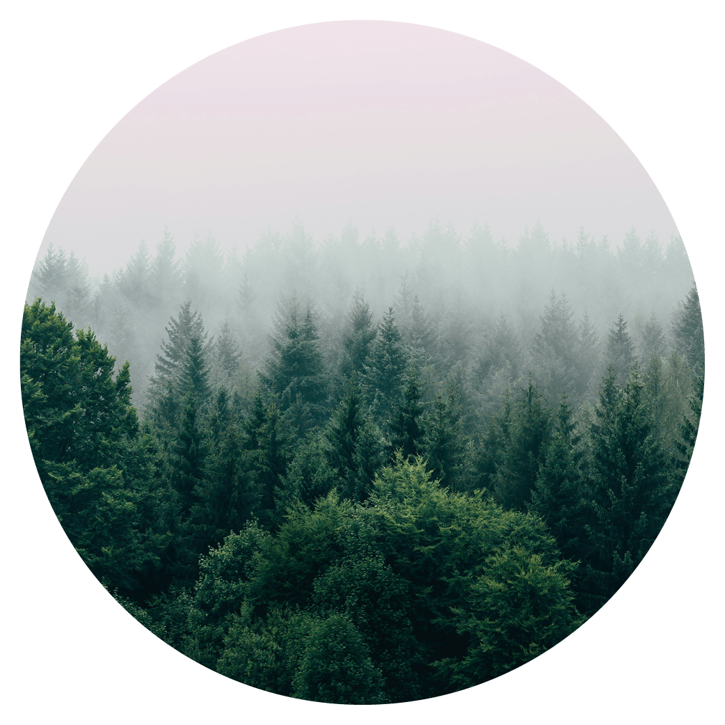 Image of woodland, promoting sustainable handmade products from Wales with eco friendly packaging, responsibly sourced materials and ethical practices