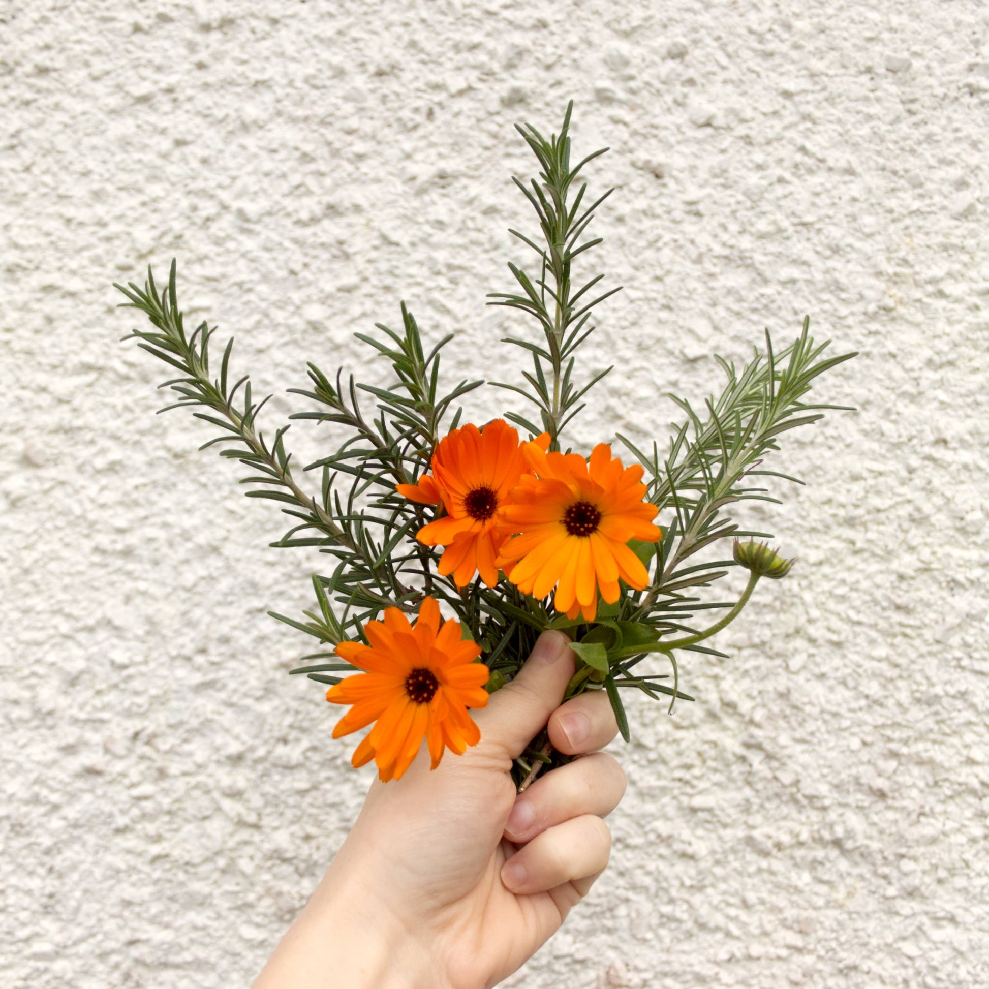 Hand holding a small bouquet of orange flowers and green leaves against a textured light background