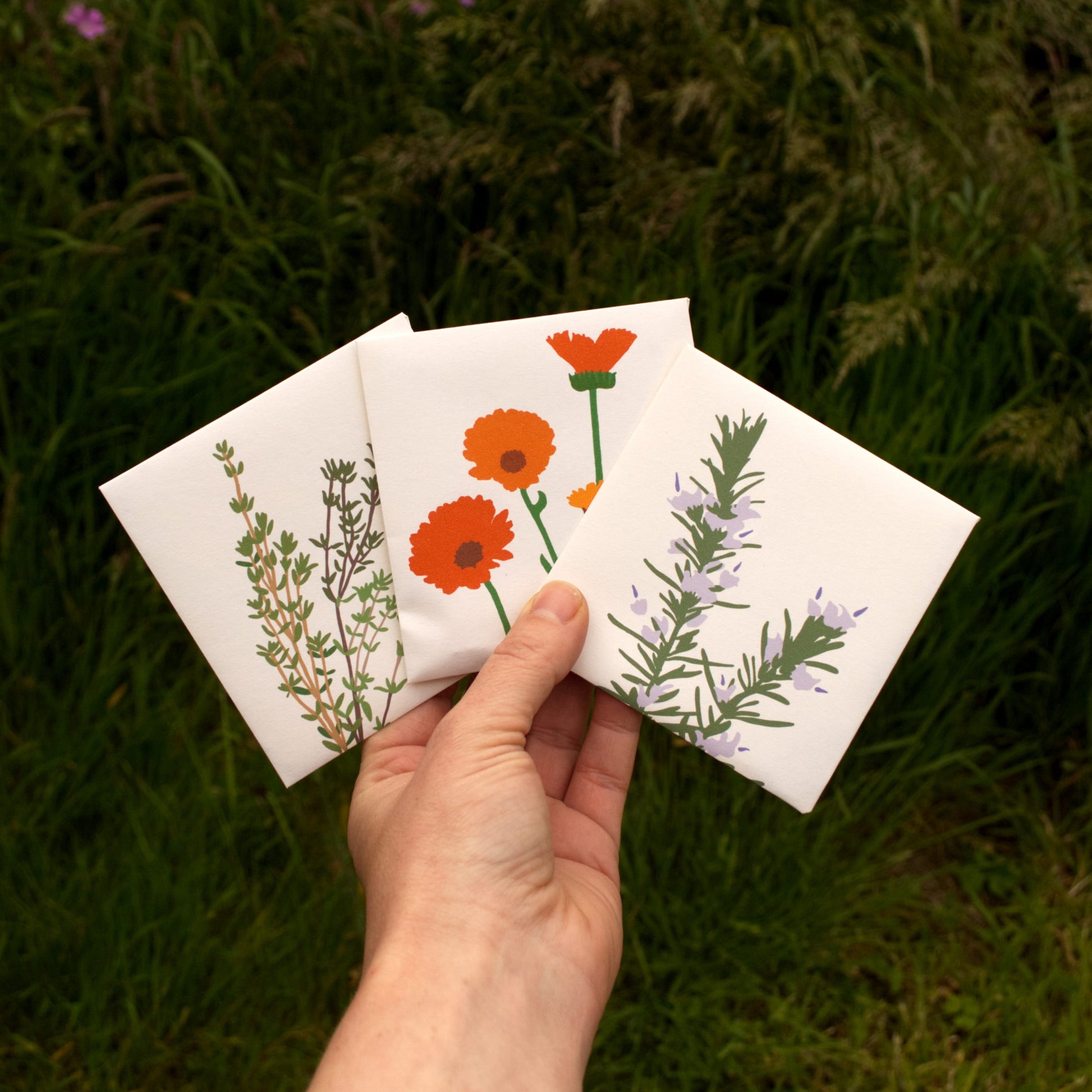 Organic Welsh herb kit featuring teim, melyn mair, and rhosmari seeds